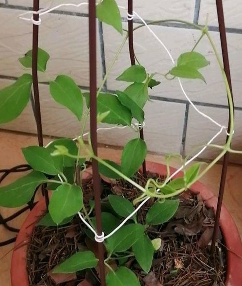 第三步：浇水施肥