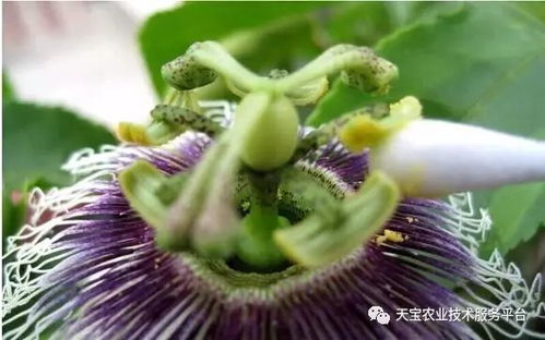 人工授粉百香果，关键步骤是什么