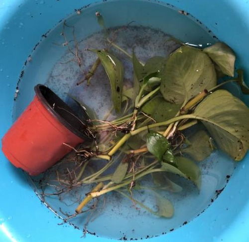 多菌灵和生根粉可以混合使用吗？使用时有哪些注意事项？