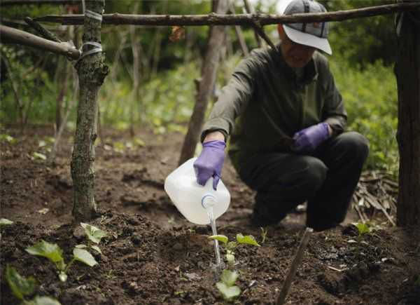 荒地种菜攻略：耐旱又高产的蔬菜大揭秘！