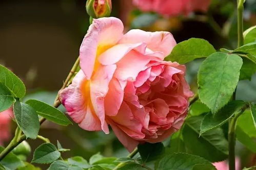 藤本月季生长习性揭秘