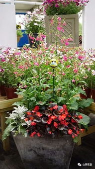 那些花儿的故事