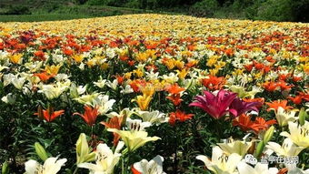 春季种植百合全攻略：打造完美花坛的秘诀