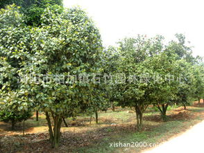 园林绿化苗木价格， 苗木种类决定价格重要因素