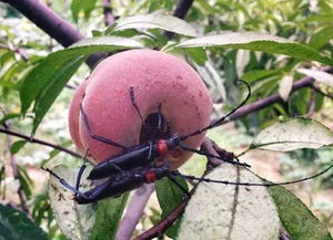 治疗方法，各种杀菌剂比一比