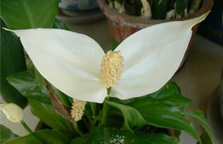 冬季盆栽一帆风顺的浇水技巧