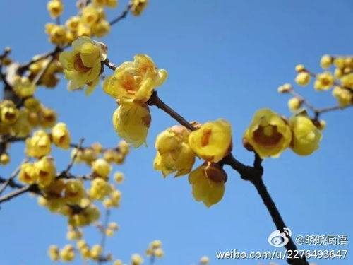 第二步：不要浇水太多， 不然花苞会哭哦