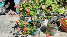 网购苗子养不活？这里有绝招：