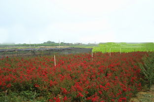聊聊紫薇树的价格，6公分和花大紫薇有啥不同？