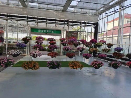 花卉盛会即将开启，国内哪些大型花卉产地将参展？