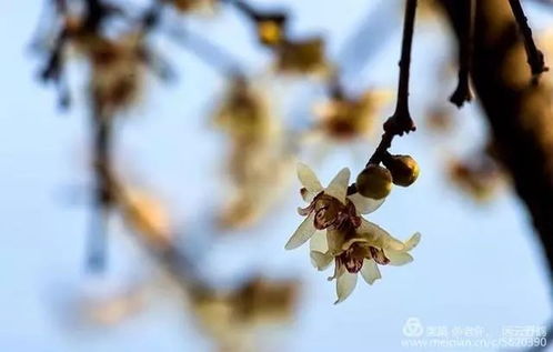 腊梅焦叶枯叶急救指南中，有哪些腊梅枯萎救治养护技巧可以挽救枯萎的腊梅