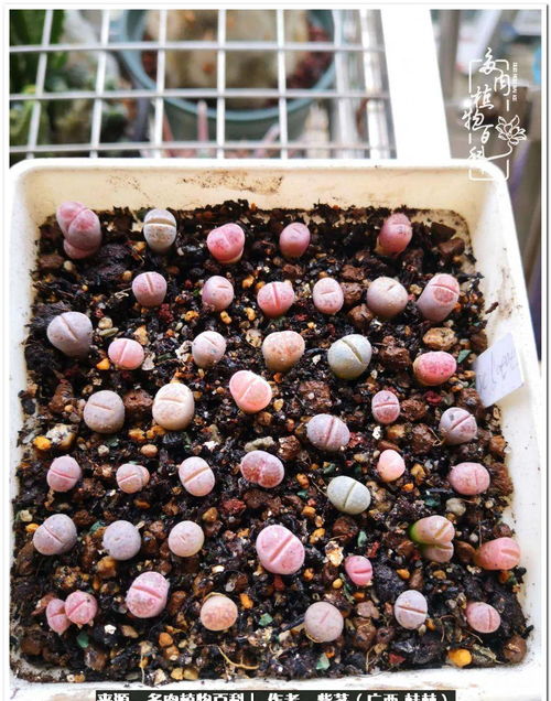 紫柘石榴， 红色中的佼佼者