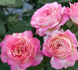 月季之选：真宙与莫奈耐热比拼