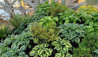 法国香水植物冬季怎么养？如何保证其越冬安全