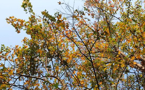 为什么广东道路旁不大量种植枫树？