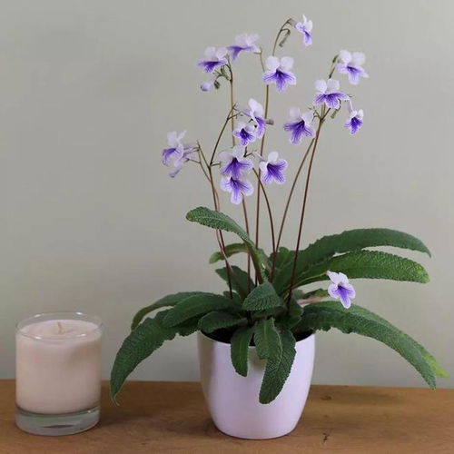 耐寒花儿大揭秘