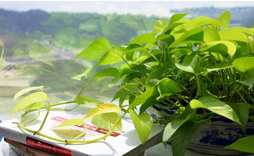 室内养绿萝好？这50种植物让你家生机盎然