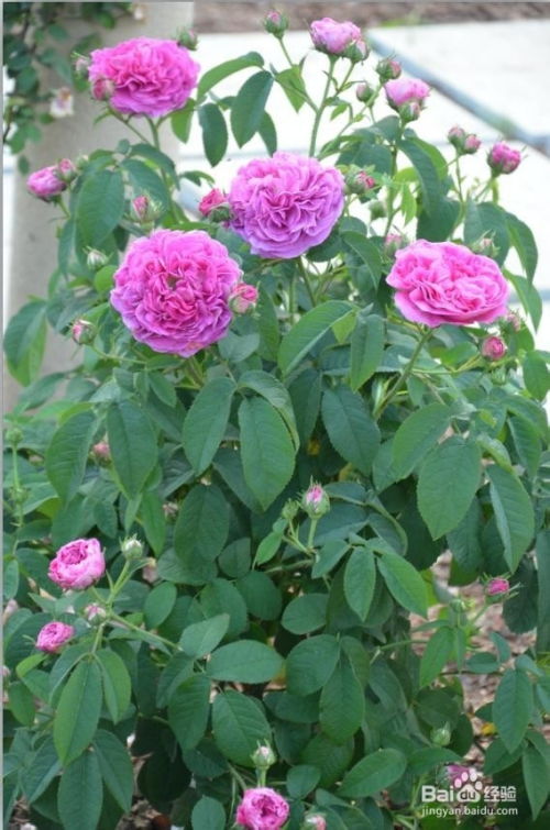 月季花缺肥，这些明显表现你得知道！