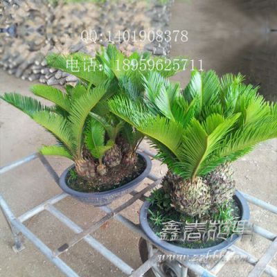 小叶多头铁树怎么种？如何让多株共生共荣