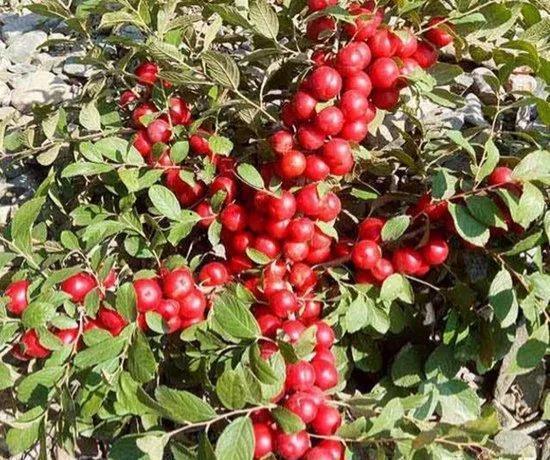 钙果的市场调研与种植建议