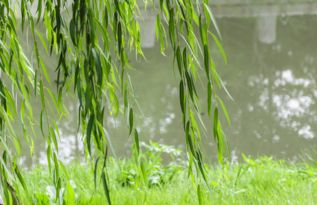 柳树枝熬水洗澡，你知道它的神奇功效吗