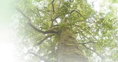 多样的观赏树木