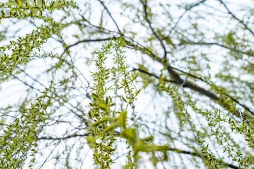 柳树颜色的变化