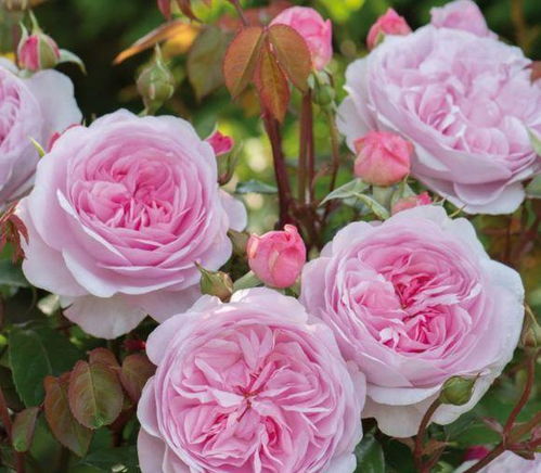 家居窗帘的选择标准