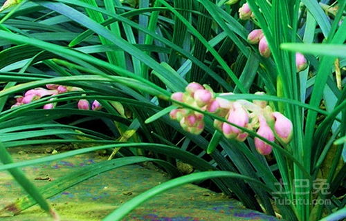 种植密度，影响因素多