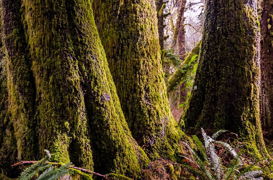 广西的杨梅树和枇杷树， 也是不错的选择