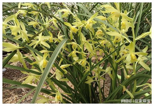 洋兰花繁盛开花，肥料选择至关重要