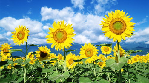 “太阳花种植全攻略中，如何让我的花园充满阳光色彩