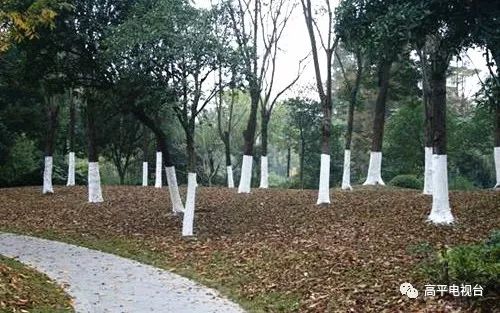 树干刷白的奥秘：不只是美观那么简单