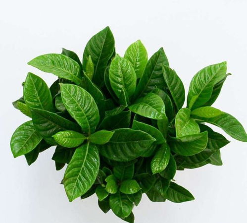 栀子花黄叶是缺水吗？