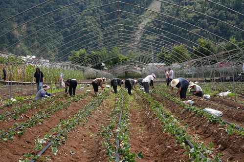 本地驯化品种优先