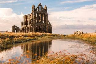 惠特比修道院月季， 那朵神秘的奶油白花