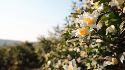 油茶花的颜色大揭秘