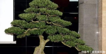 罗汉松盆景养护与管理方法有哪些，如何打造出迷人的盆景效果