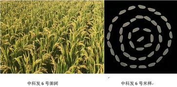 中科发6号水稻品种简介，积温与产量分析