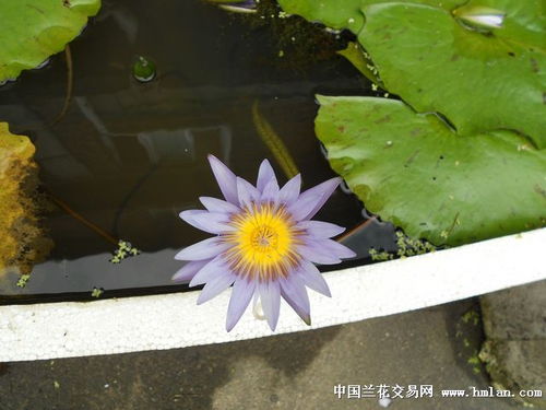 热带睡莲，全年绿意盎然