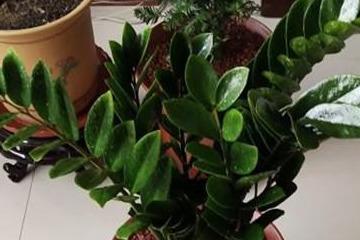 金钱树茎干瘪，需及时救治