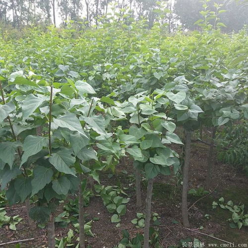 一、丁香小知识，你了解多少？