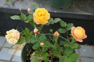 缺点也有那么一点点