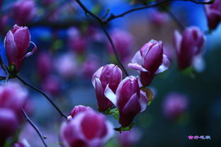 花开时节