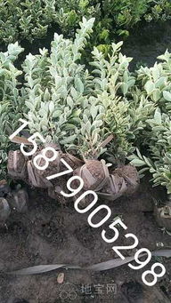 引子：三种黄杨， 傻傻分不清楚