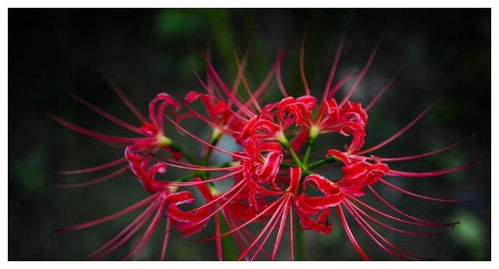 吉祥如意花，寓意吉祥