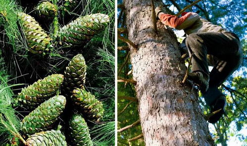 松树的经济价值