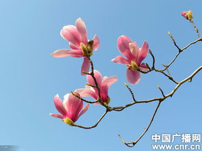 红玉兰一年开一次花