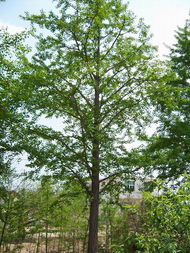 银杏树苗价格：网上各种说法，谁才是真的？