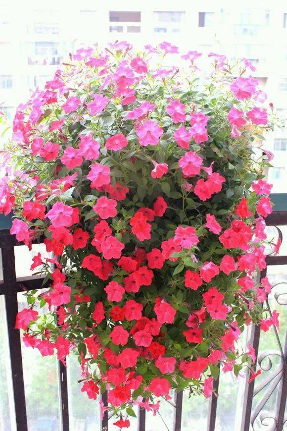 矮牵牛花养殖，如何让花开满盆